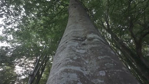 Slow motion flat color close up of smooth tree trunk bark Stock Footage 340448215