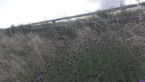 Slow motion flat color close up of purple thistles in grass Stock Footage 340449861