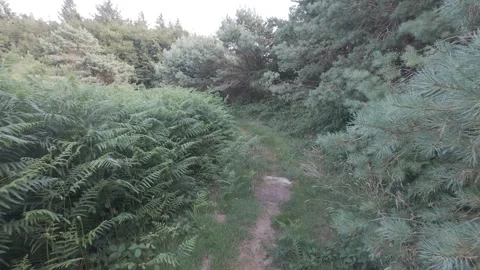 Slow motion flat color foot path through fern bushes in forest Stock Footage 340449715