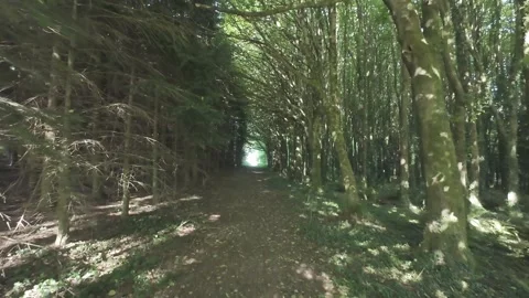 Slow motion flat color green forest tunnel with light at end Stock Footage 340448475