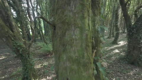 Slow motion flat color old mossy tree with wide branches Stock Footage 340448364