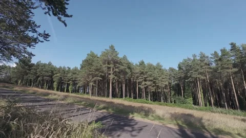 Slow motion flat color pine trees on hill under bright sky Stock Footage 340448573
