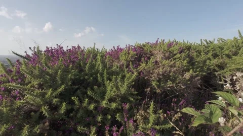 Slow motion flat color purple heather flowers on green hill slope Stock Footage 340449556