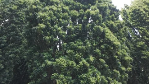 Slow motion flat color top view of green bush foliage Stock Footage 340447587