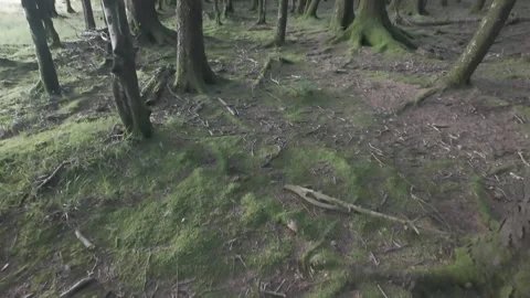 Slow motion flat color top down view of tree roots and moss Stock Footage 340449126