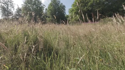 Slow motion flat color video of tall grass swaying in wind Stock Footage 340447344