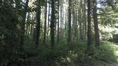 Slow motion flat color view of pine tree trunks in quiet woods Stock Footage 340446717