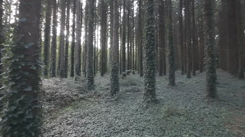 Slow motion flat color view of ivy trunks in dark woods Stock Footage 340447938