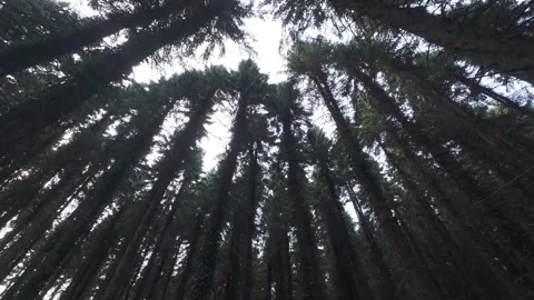 Slow motion flat profile bottom view of tall forest tree canopy Stock Footage 340448147