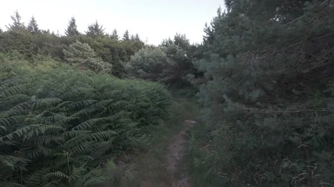 Slow motion flat profile dirt trail through green ferns and trees Stock Footage 340449816