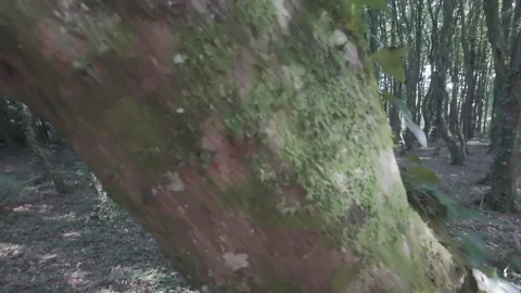 Slow motion flat profile extreme close up of moss on tree bark Stock Footage 340448454
