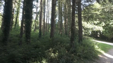 Slow motion flat profile footage of forest trail with sunlight Stock Footage 340446909