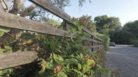 Slow motion flat profile green branch with red berries near fence Stock Footage 340449972