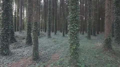 Slow motion flat profile pine trees covered in green ivy Stock Footage 340447967