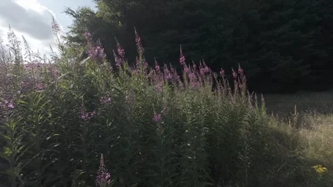 Slow motion flat profile pink wildflowers blooming on grassy hill Stock Footage 340449098
