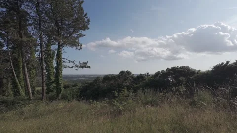 Slow motion flat profile rural hillside bushes in bright sun Stock Footage 340448787