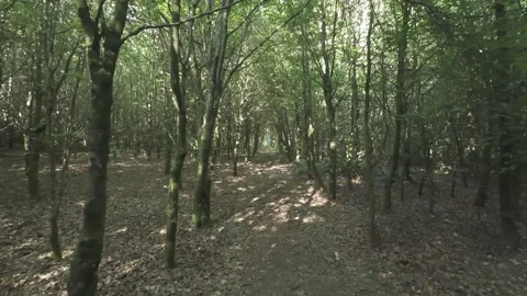 Slow motion flat profile sunlight through green forest leaves Stock Footage 340448443