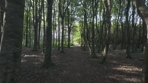 Slow motion flat profile sunlit path through green woodland Stock Footage 340448323