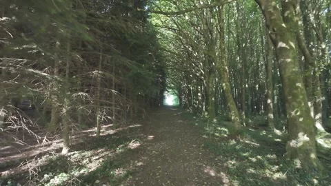 Slow motion flat profile sunny tree tunnel path in woods Stock Footage 340448495