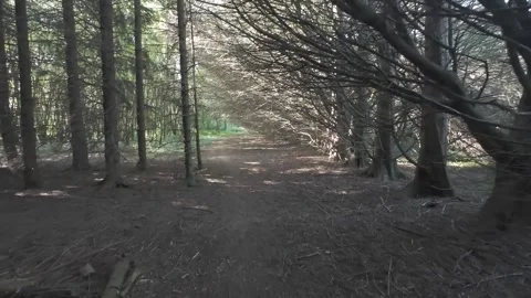 Slow motion flat profile trail between tall pine plantation trees Stock Footage 340448923