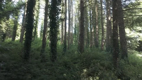 Slow motion flat profile view through tall pine forest trees Stock Footage 340446615