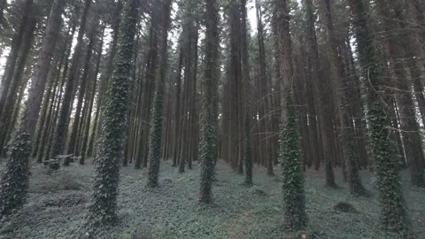 Slow motion flat profile wide low angle looking up at trees Stock Footage 340448103