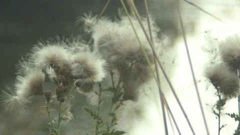 Slow-Motion Flatweed (Dandelion) Stock Footage 88410117