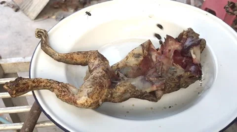 Slow motion of Flies flying over a frog dead body Stock Footage 49250525