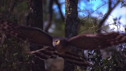 Slow Motion Flight of African Goshawk Through Trees, 4K Raptor b-roll Stock Footage 337055266