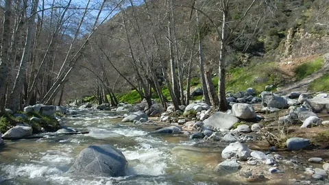 Slow Motion Flight Between River and Branches 스톡 동영상 126464709