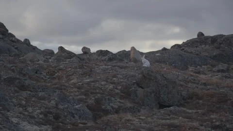 Slow Motion Flight Shot of White Arctic Hare Sprinting Away Up Tundra Hill Stock Footage 346606317