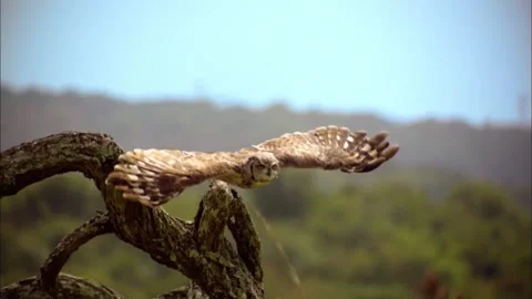 Slow Motion Flight of Spotted Eagle-Owl, Majestic Raptor Wing Span, 4K Stock Footage 337055291
