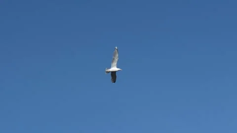 Slow Motion Flight Of White Seagull In Blue Sky Vídeo Stock 276419418