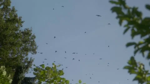 Slow motion flock of birds flying above trees Stock Footage 325090436