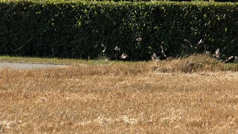 Slow-motion: Flock of birds taking off from mowed field of wheat near live fence Video stock 113818159