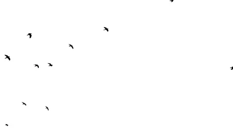 Slow motion Flock of black Crows flies from left to right and up on a white Stock Footage 270957038