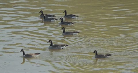 Slow Motion Flock of Canada Geese Swimming in Formation on a Winter River Stock Footage 321658941