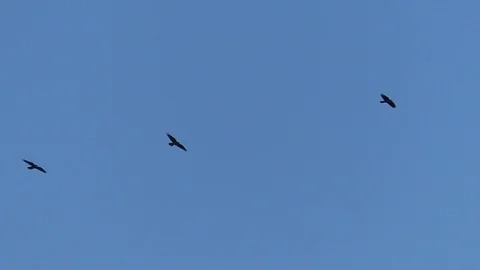 Slow-motion: Flock of carrion crows (corvus corone) flying and gliding, blue sky Stock Footage 97101246
