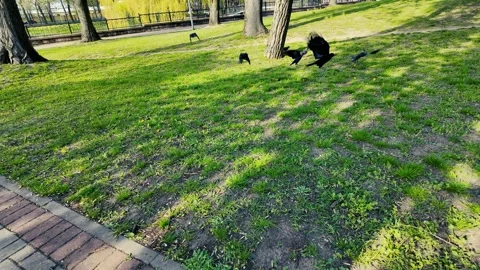 Slow-Motion Flock of Crows and Jackdaws Taking Flight in Sunny Park Stock Footage 307041721
