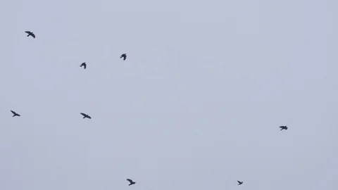 Slow motion flock of crows flying from left to right against the sky Stock Footage 105726894