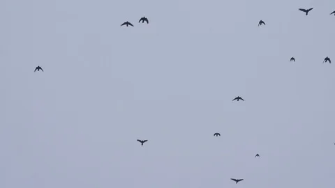 Slow motion flock of crows flying from the bottom up against the sky Video stock 105726971