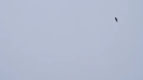 Slow motion flock of crows flying from right to left against the sky Stock Footage 105727464