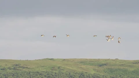 Slow Motion Flock of Geese Flying Over Scottish Coastal Landscape at Dawn Video stock 336903252