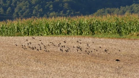 Slow motion: flock of house flying over farmland, landing near private homes Stock Footage 251373281