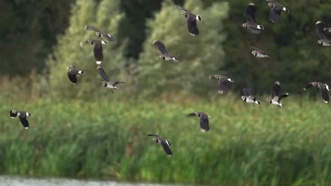 Slow motion of a flock of lapwings in flight Video stock 162557190