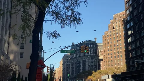 Slow motion flock of pigeons comes to rest on street sign 69th Street Manhattan Stock Footage 166325562