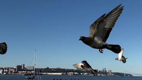 Slow Motion: Flock of pigeons flies off a pier railing toward Hudson River - NYC Video stock 142835963