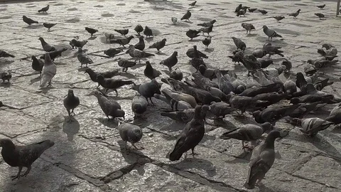 Slow motion a flock of Pigeons fly. Stock Footage 89099394