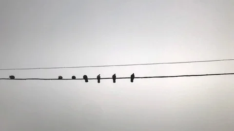 Slow motion of a flock of pigeons sitting on a wire against a light background Stock Footage 118672937