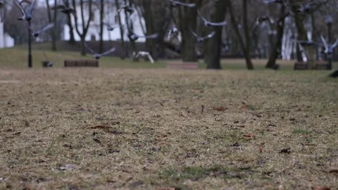 Slow motion of a flock of pigeons taking off in a city park. Stock Footage 230919592